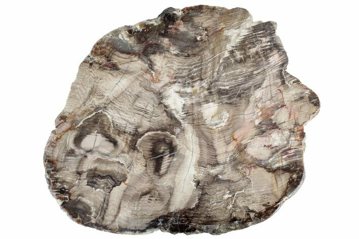 Polished Petrified Wood Slab - McDermitt, Oregon #218359